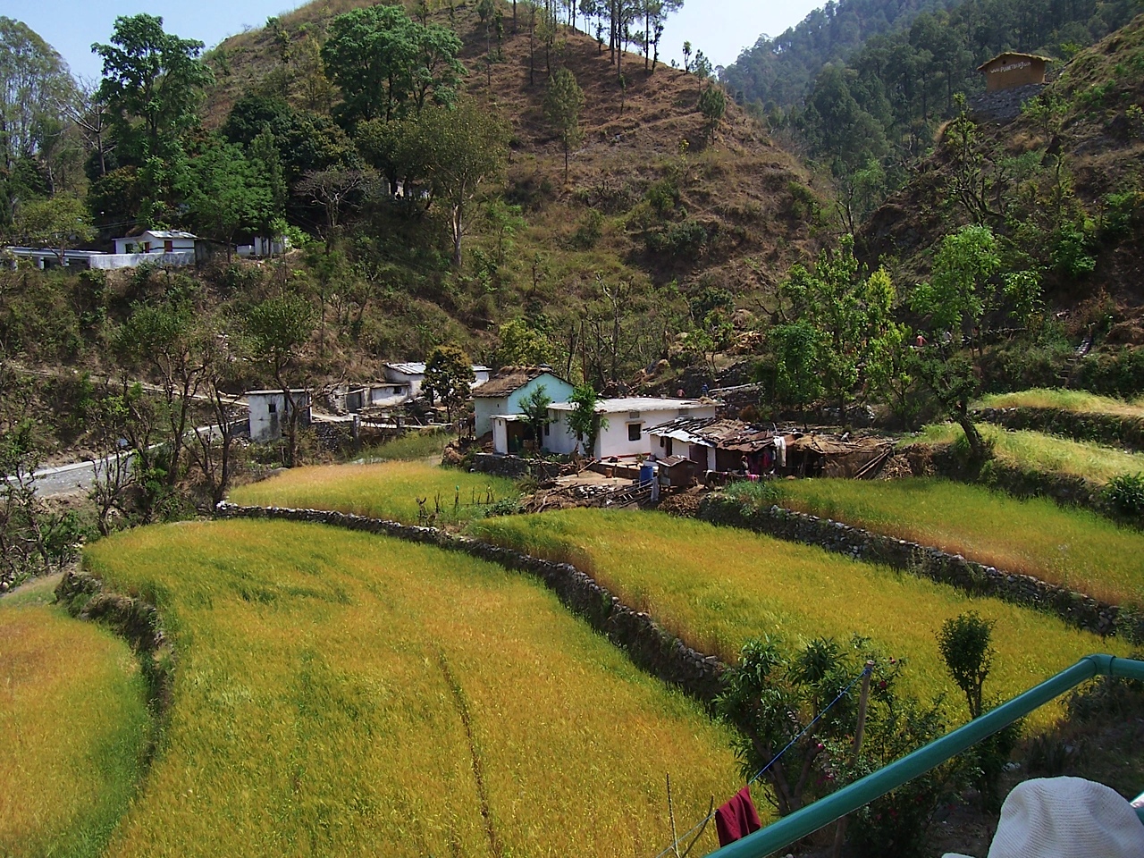 View from my room at the ashram