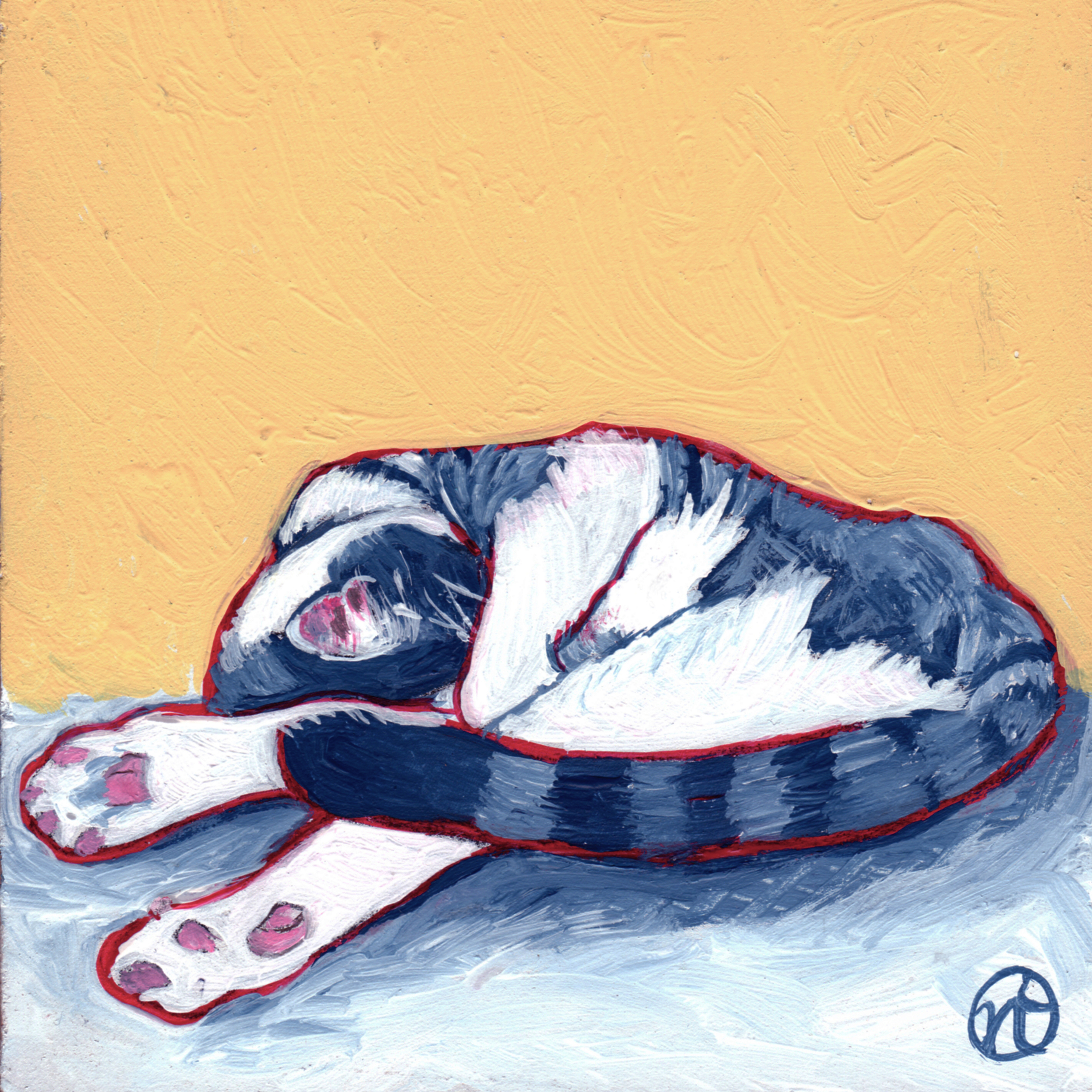 Cat from the Humane Soceity