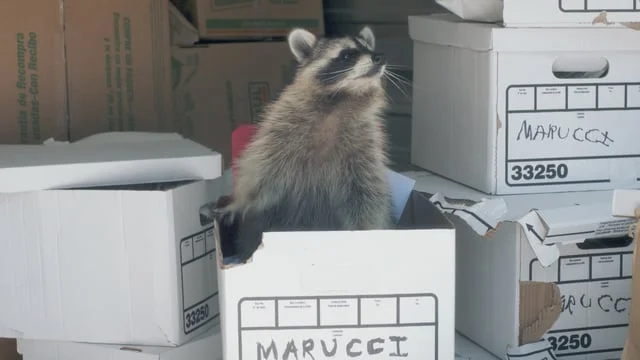 Iron Mountain - Raccoon Commercial