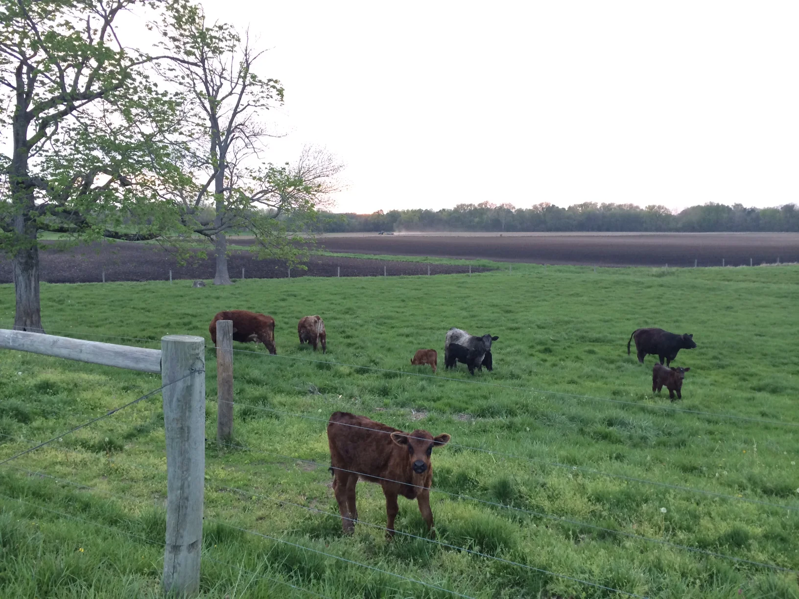 cows.jpg