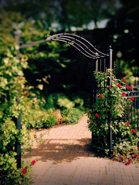 Rose Arbor at City Park