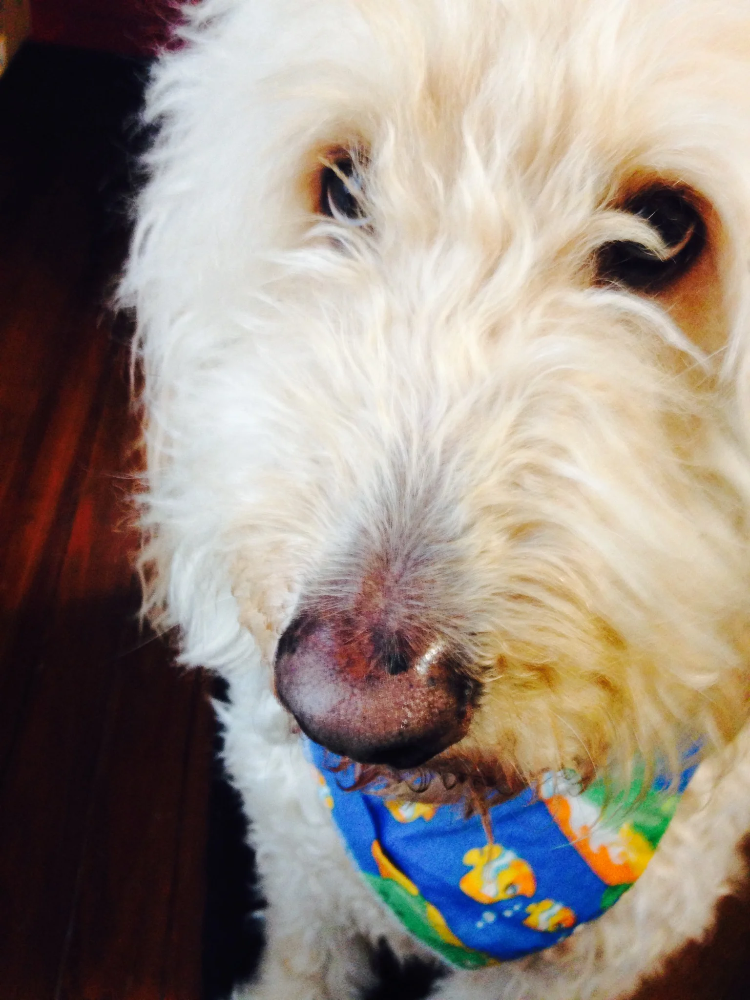 "Sir Wrigglesworth the Strange," or just Wrigley, my beloved dog.