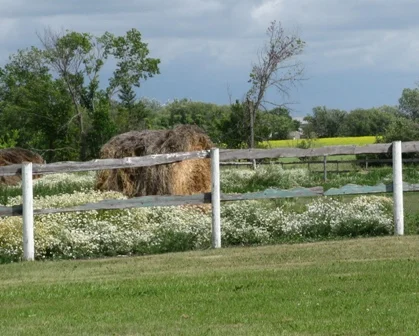 Scentless Chamomile. Photo By: M. Ammeter