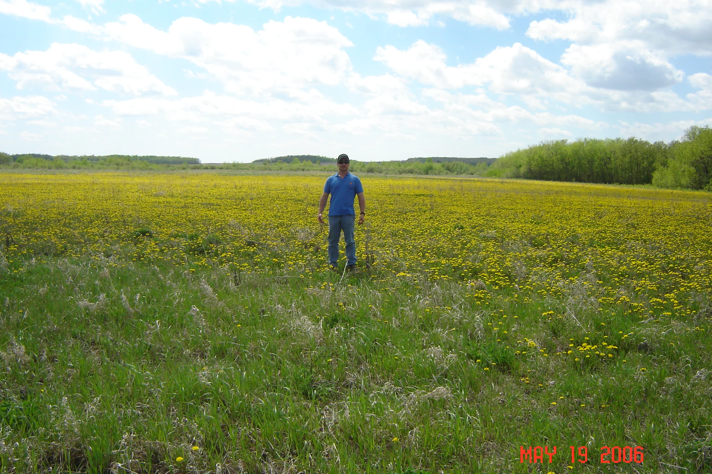 Dandilions in Hayfield - '06