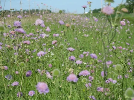 Field Scabious