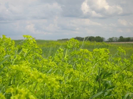 Leafy Spurge