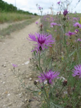 Spotted Knapweed 3