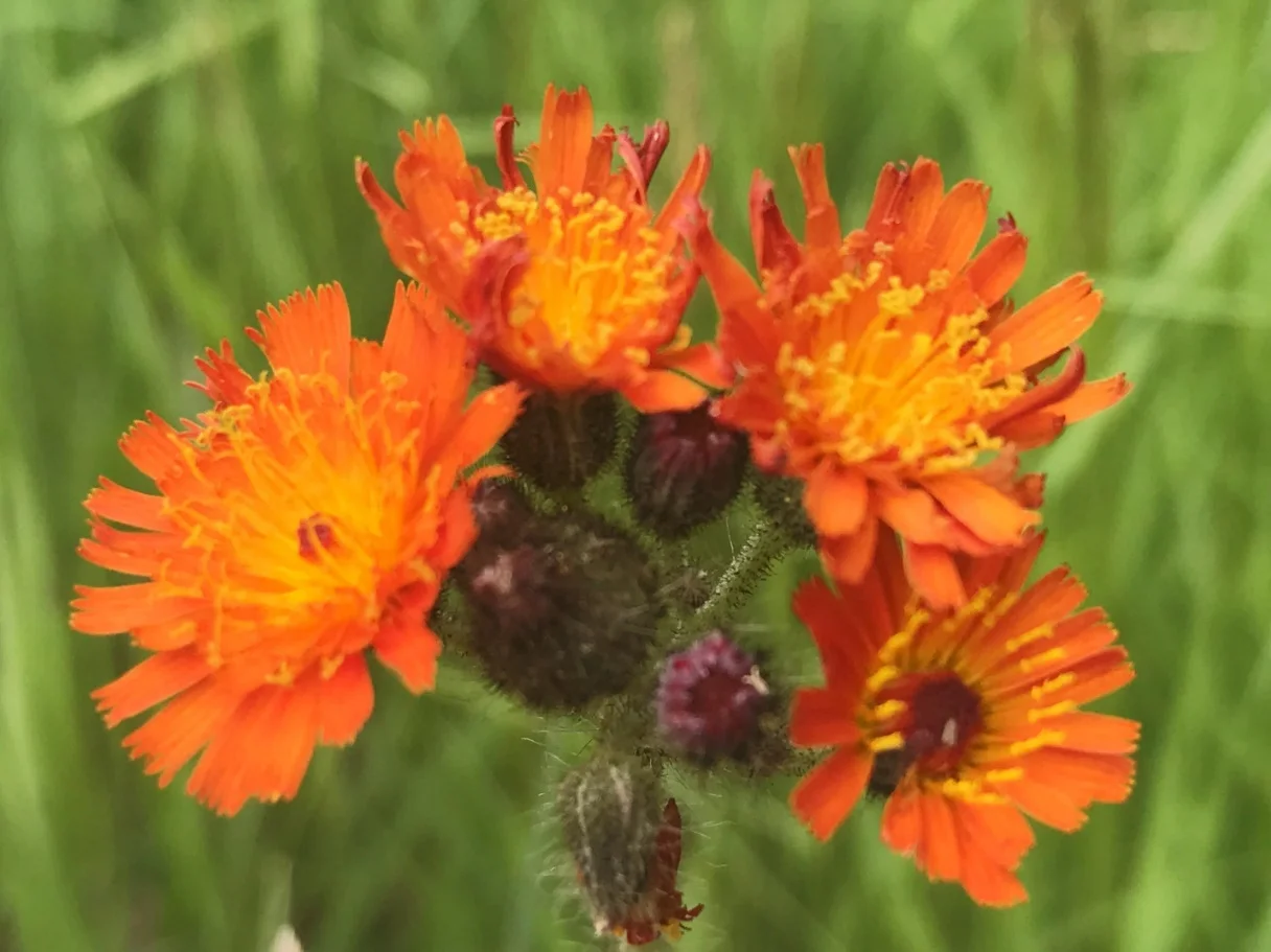 Orange hawkweed – photo credit: Tammy Jones, Mb Agriculture