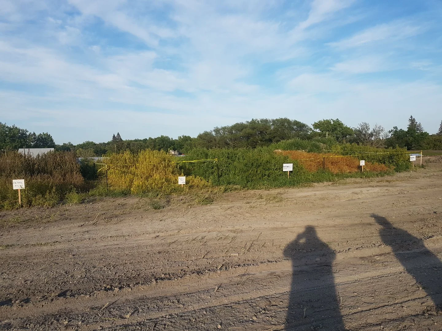 Kochia Trial