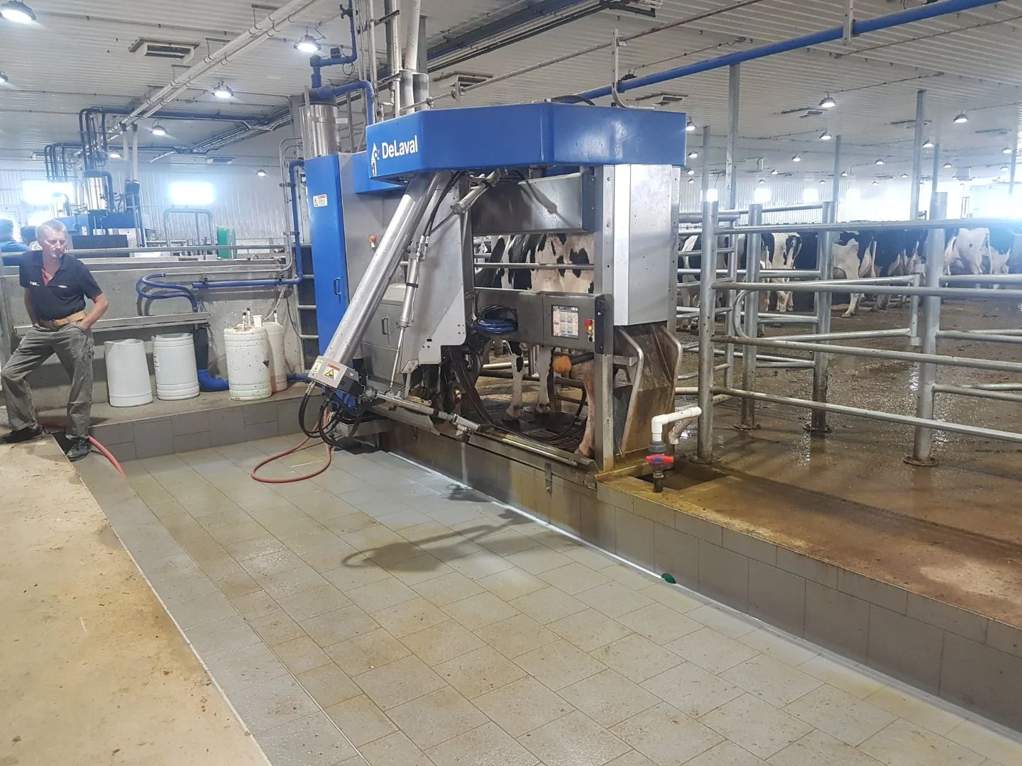 Robotic Dairy
