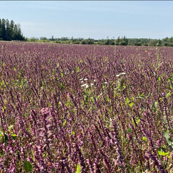 Invasive Species Awareness Week, April 20-25, 2026