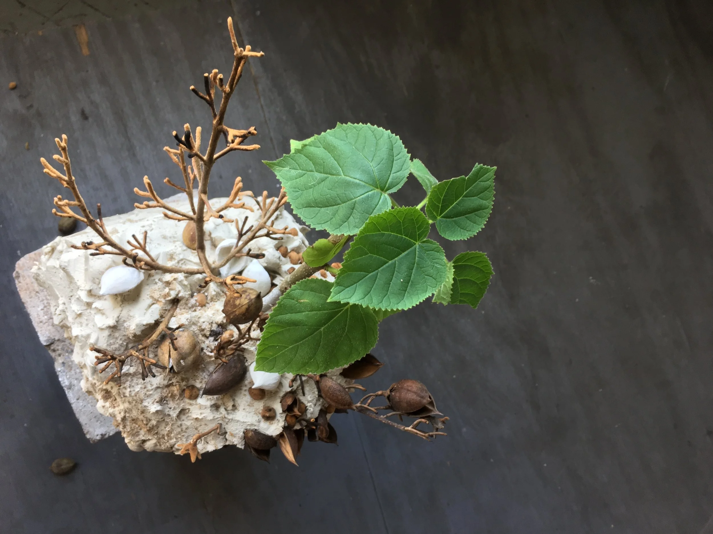  photo credit: Emily Chow Bluck 