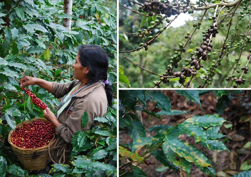 L: Harvesting a healthy coffee plant. R top: dead coffee fruit due to roya. R bottom: signs of roya