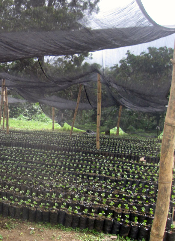 Young coffee pilones at the new tree nursery in Santa Anita, made possible through donations.