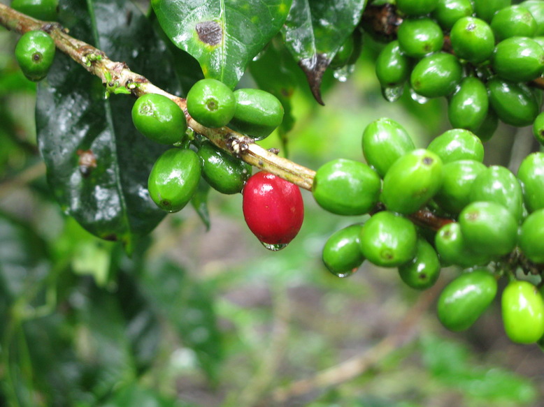 When the coffee fruits turn bright red, they're ready for picking.