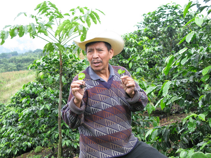 Filiberto explains the difference between the growth of different plants.