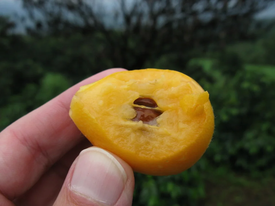 Many other crops are grown for shade purposes, including the nispero - or loquat. Biting into a fresh loquat is a refreshing snack during the journey.