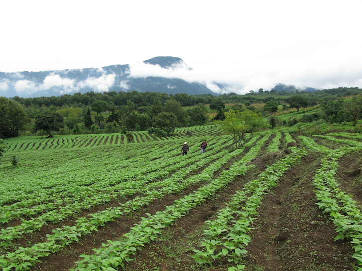 Filiberto and Juan Carlos check out some additional crops before the group heads back down the volcano.