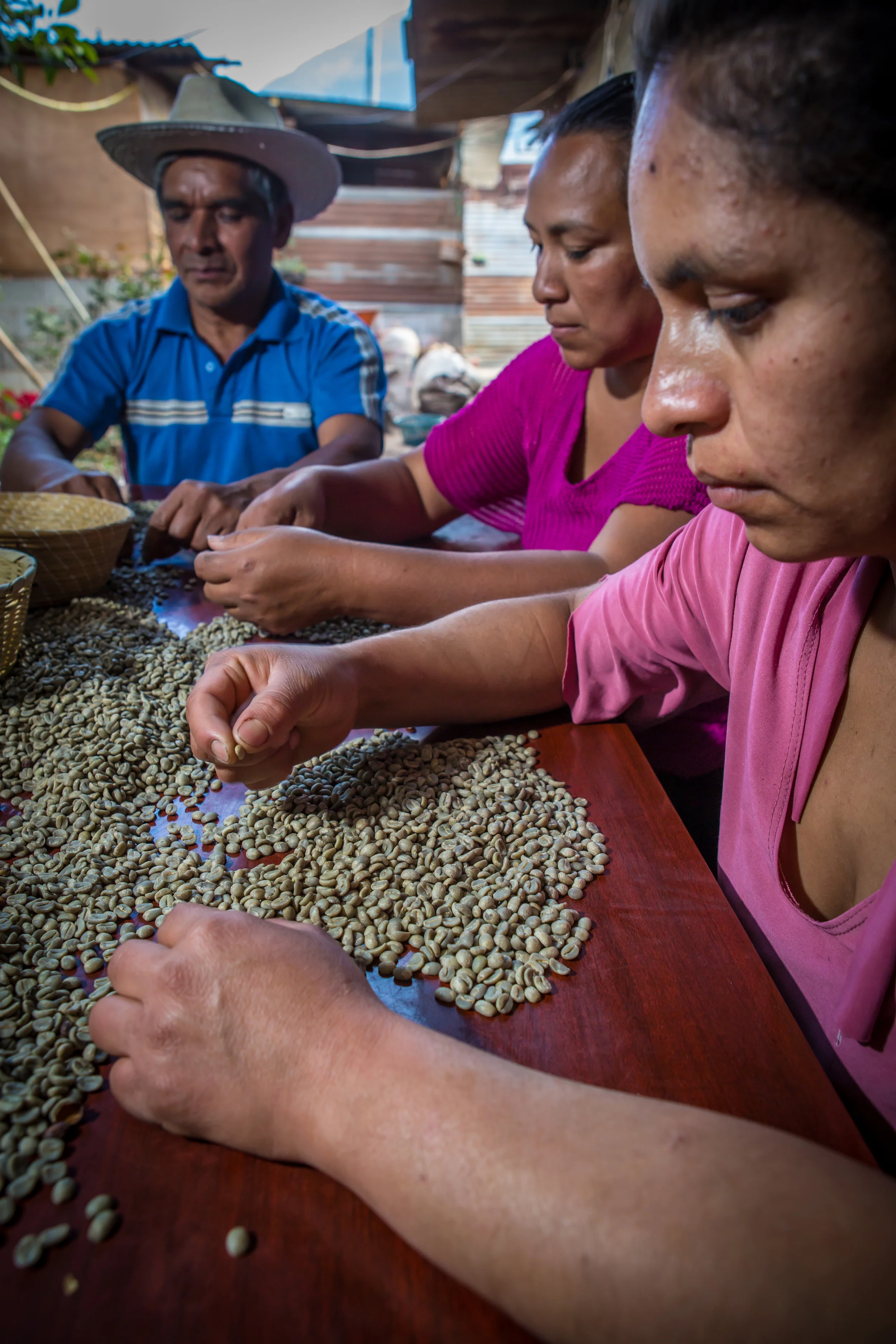 Miguel family sorting 2.jpg