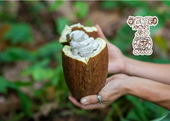Cacao Junajpu.jpg