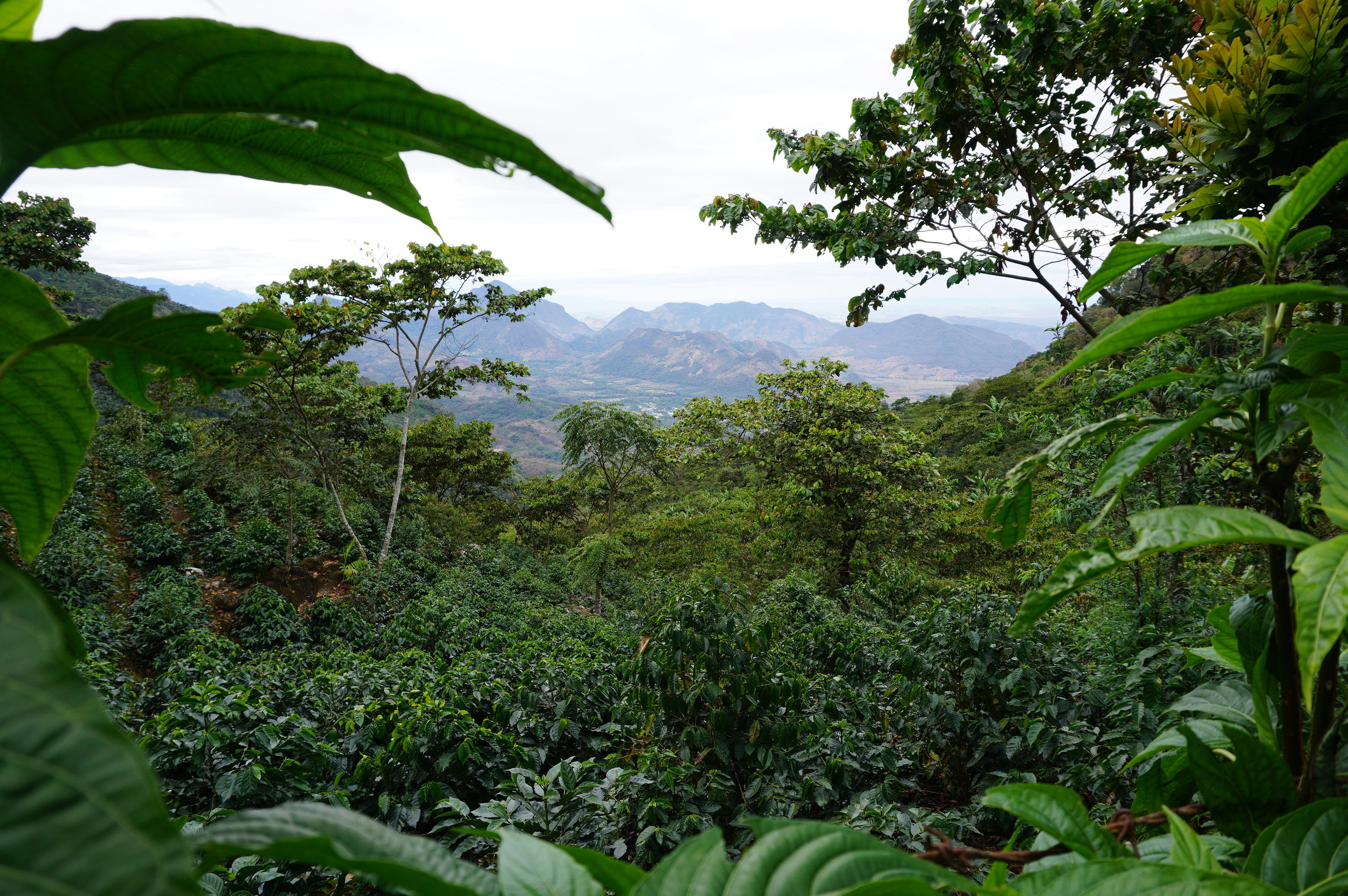 View over a coffee field in Huehuetenango to Mexico. 