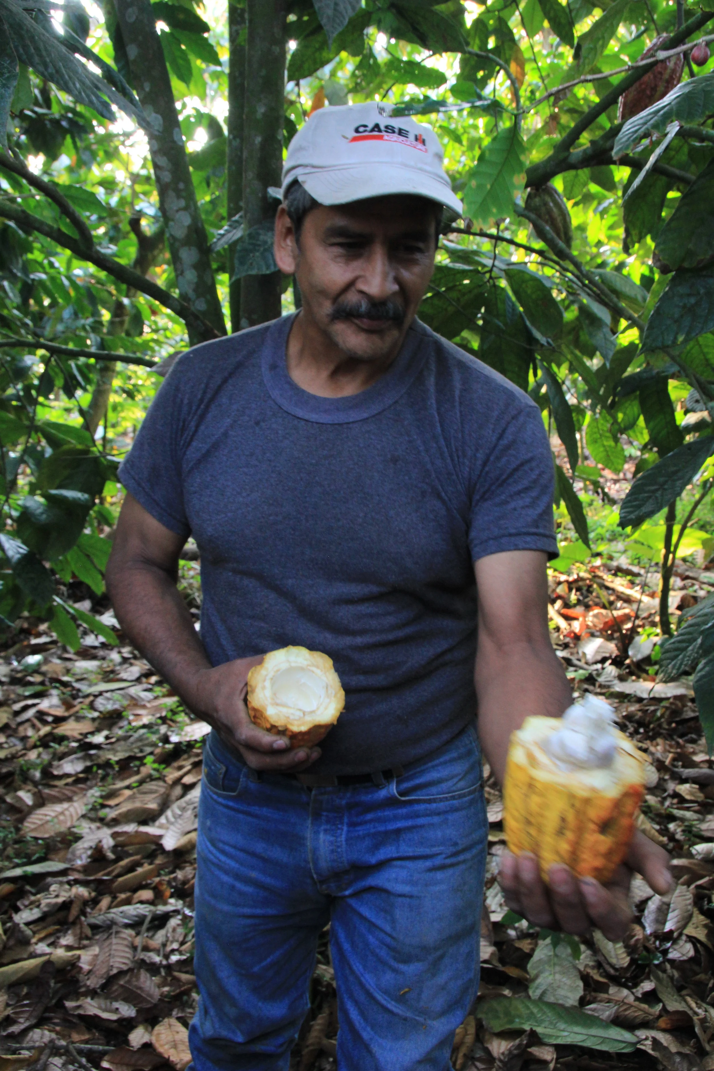 Mincho, a member of the Santa Anita Co-op grows Cacao Trees among his coffee plants, he can sell the fruit and the ones that fall contribute rich nutrients to his soil.