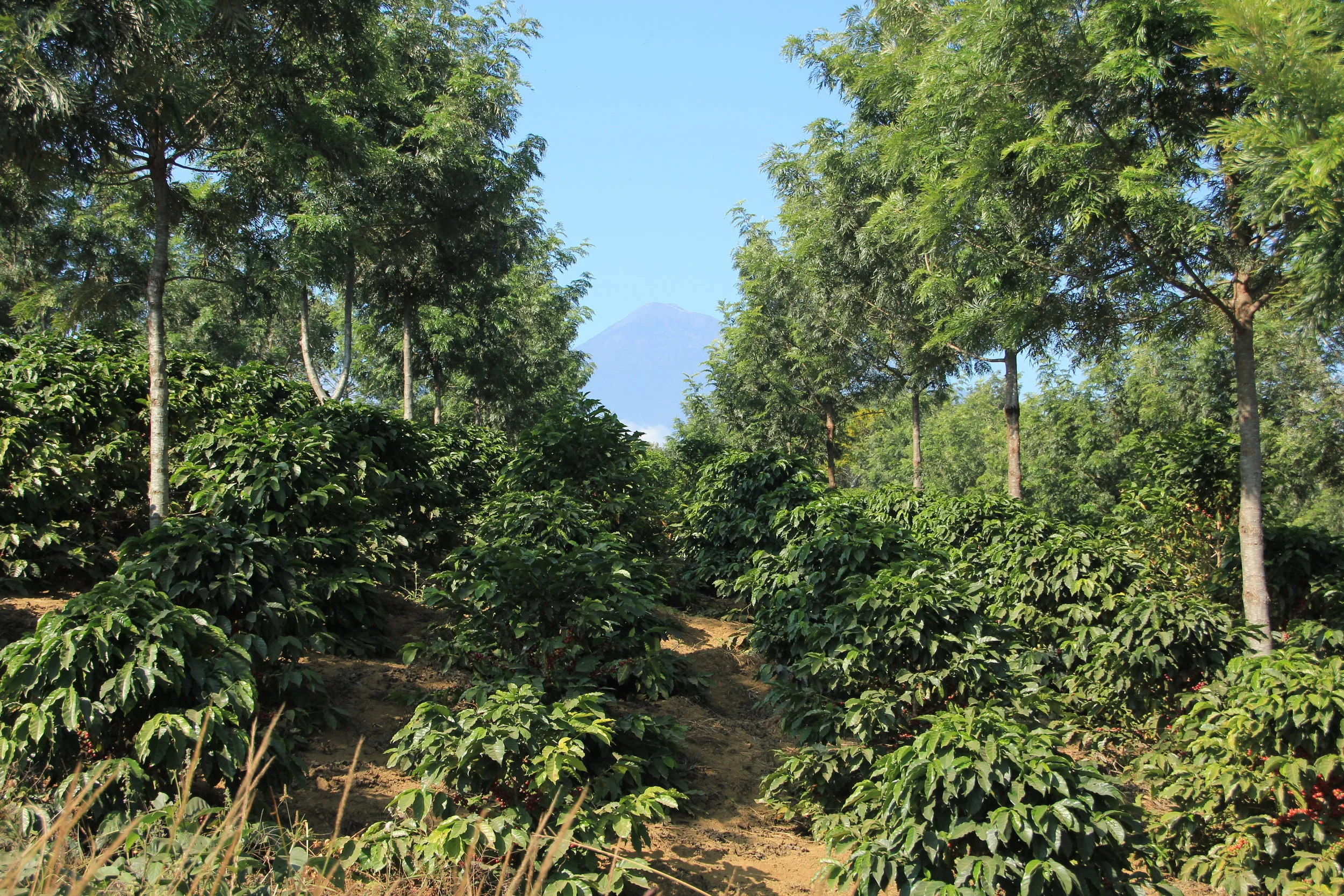Shade trees on one of the co-op members land in San Miguel Escobar