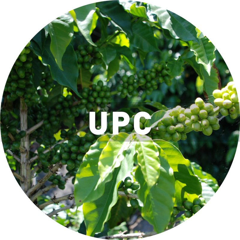 Guatemala Green Coffee Beans — De la Gente