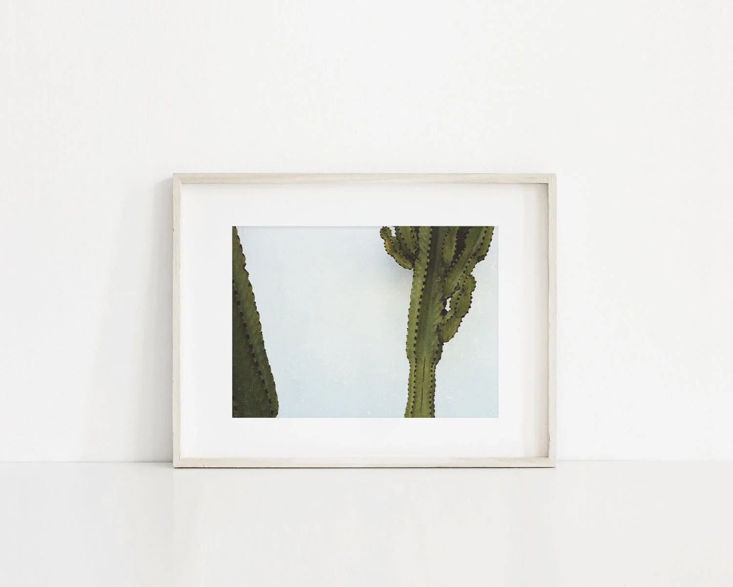 5x7 Print - Newport Cactus.jpg
