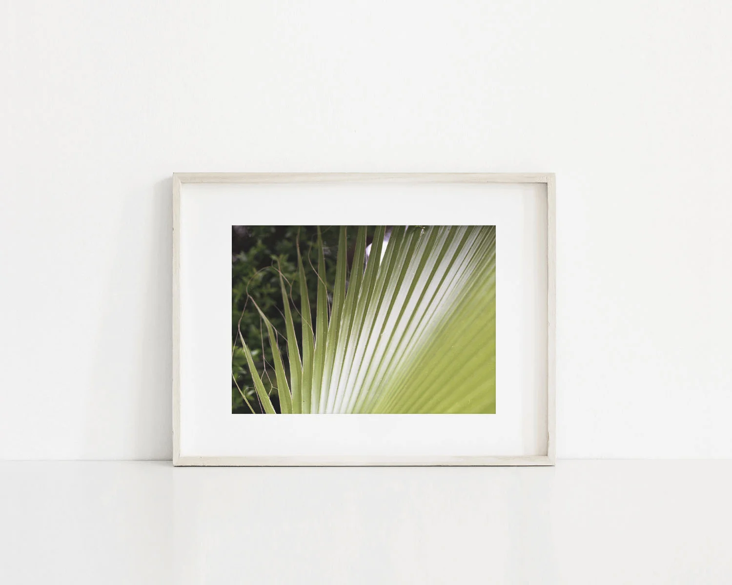 5x7 Print - Palm Fan.jpg