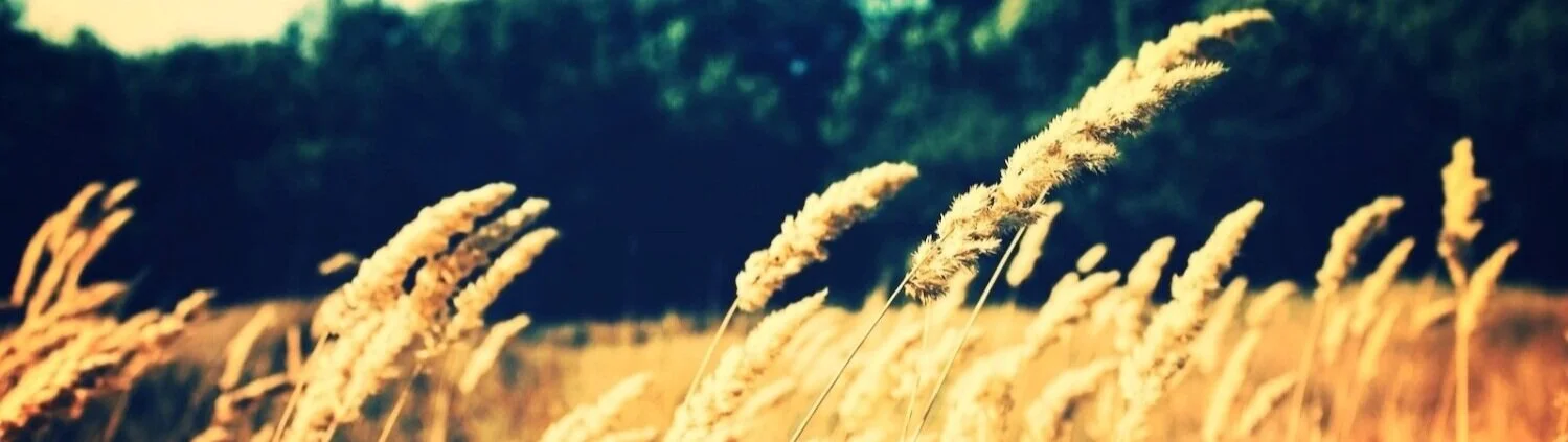 goldengrain1800x1080.jpg