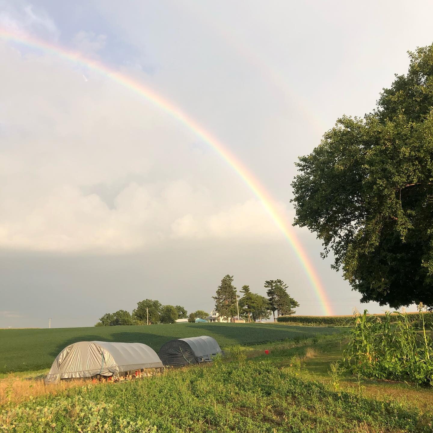 Got a small shower tonight while I was doing chores. This sums up exactly how I feel about having our chickens right outside of our home now! #familyfarm #pasturedpoultry #rainbowsofinstagram