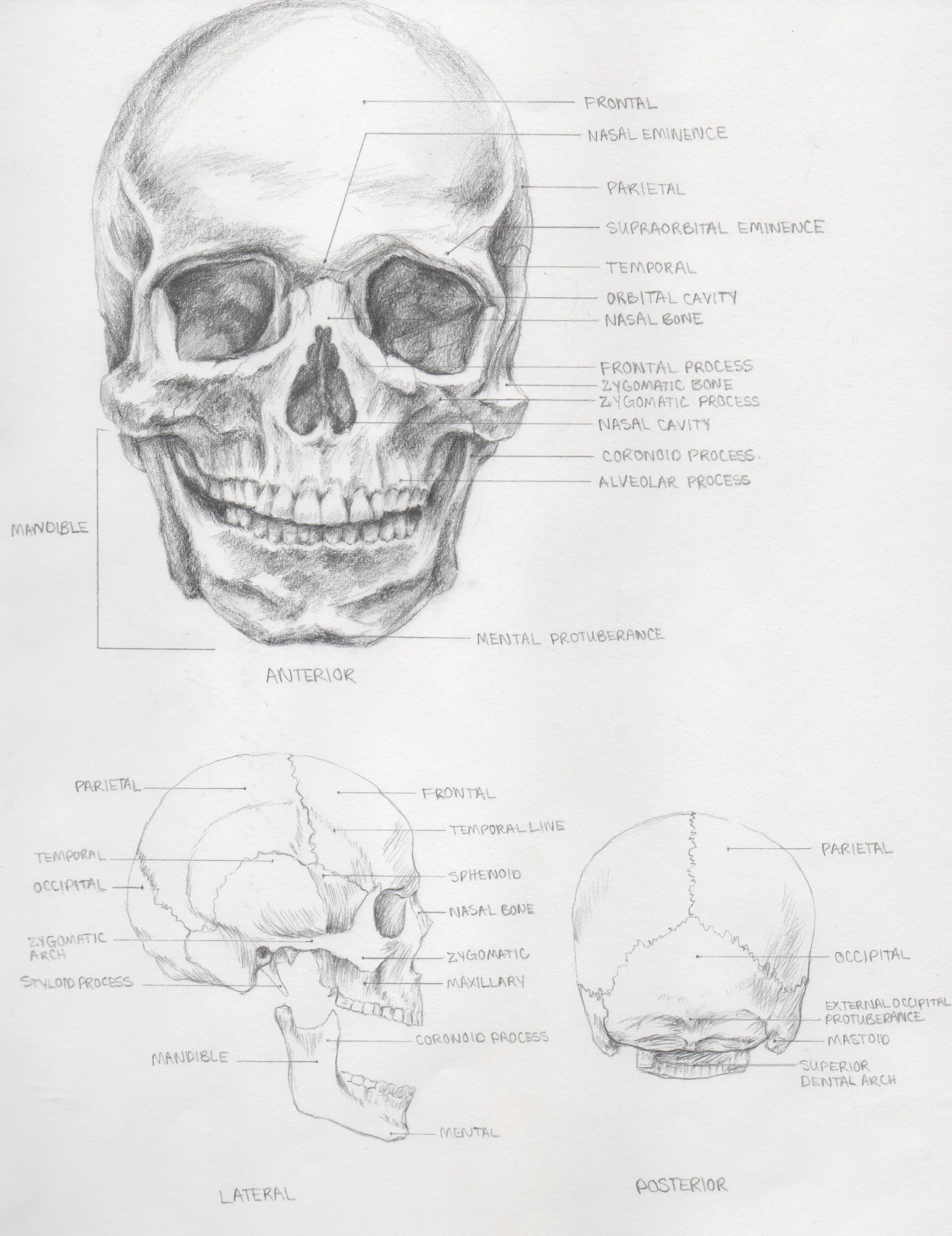Anatomy1.jpeg