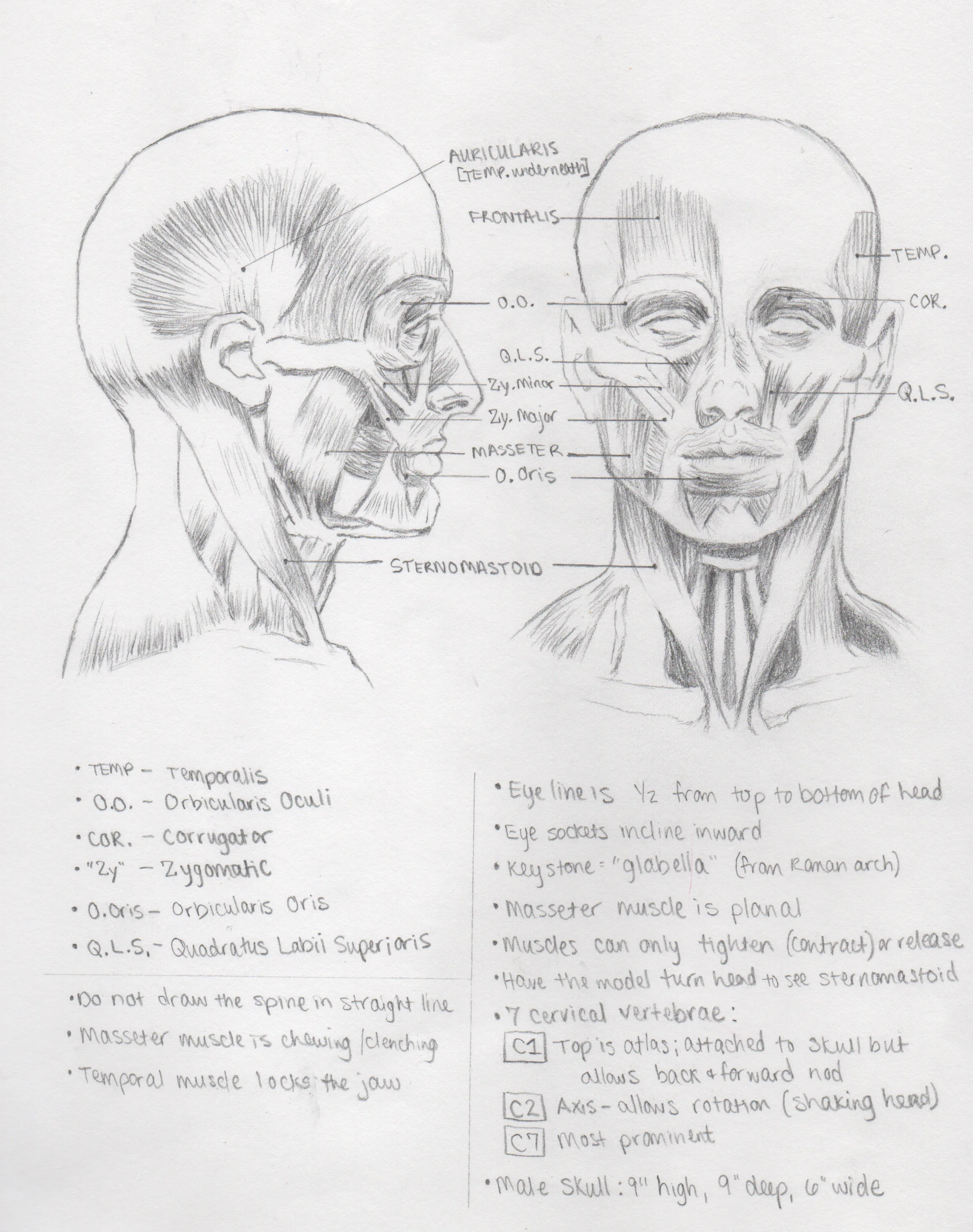 Anatomy2.jpeg