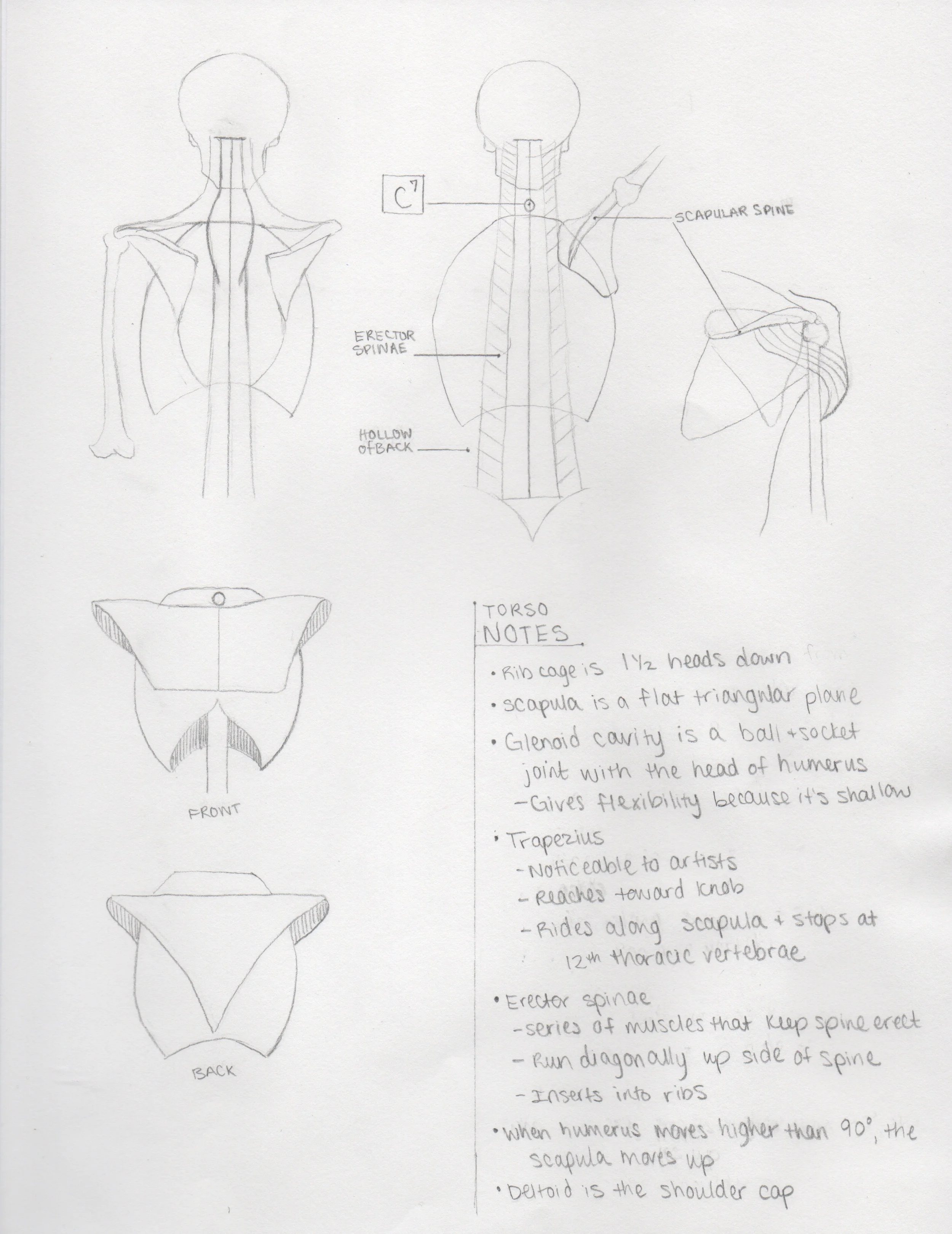 Anatomy3.jpeg