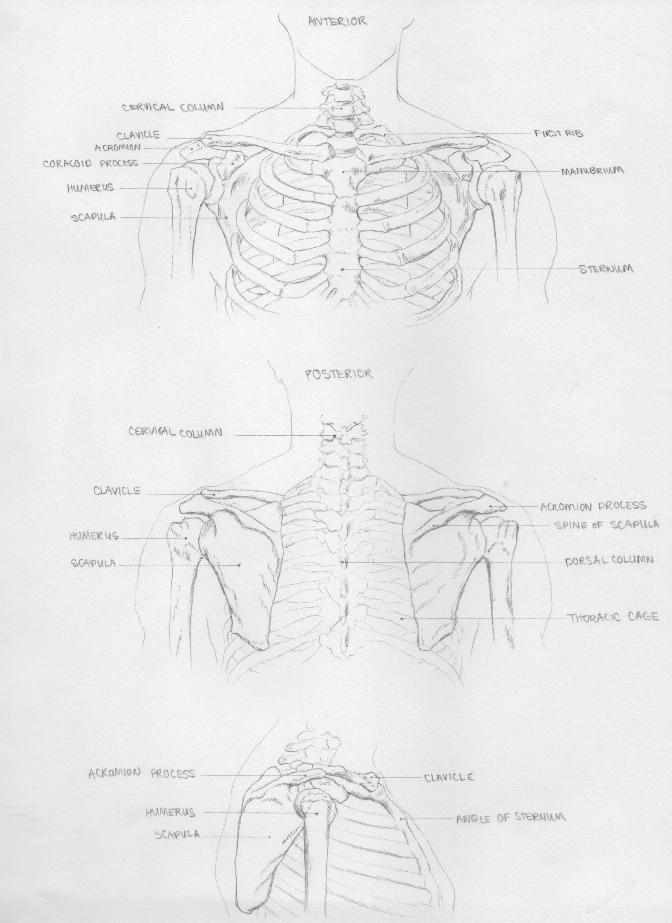 Anatomy4.jpeg