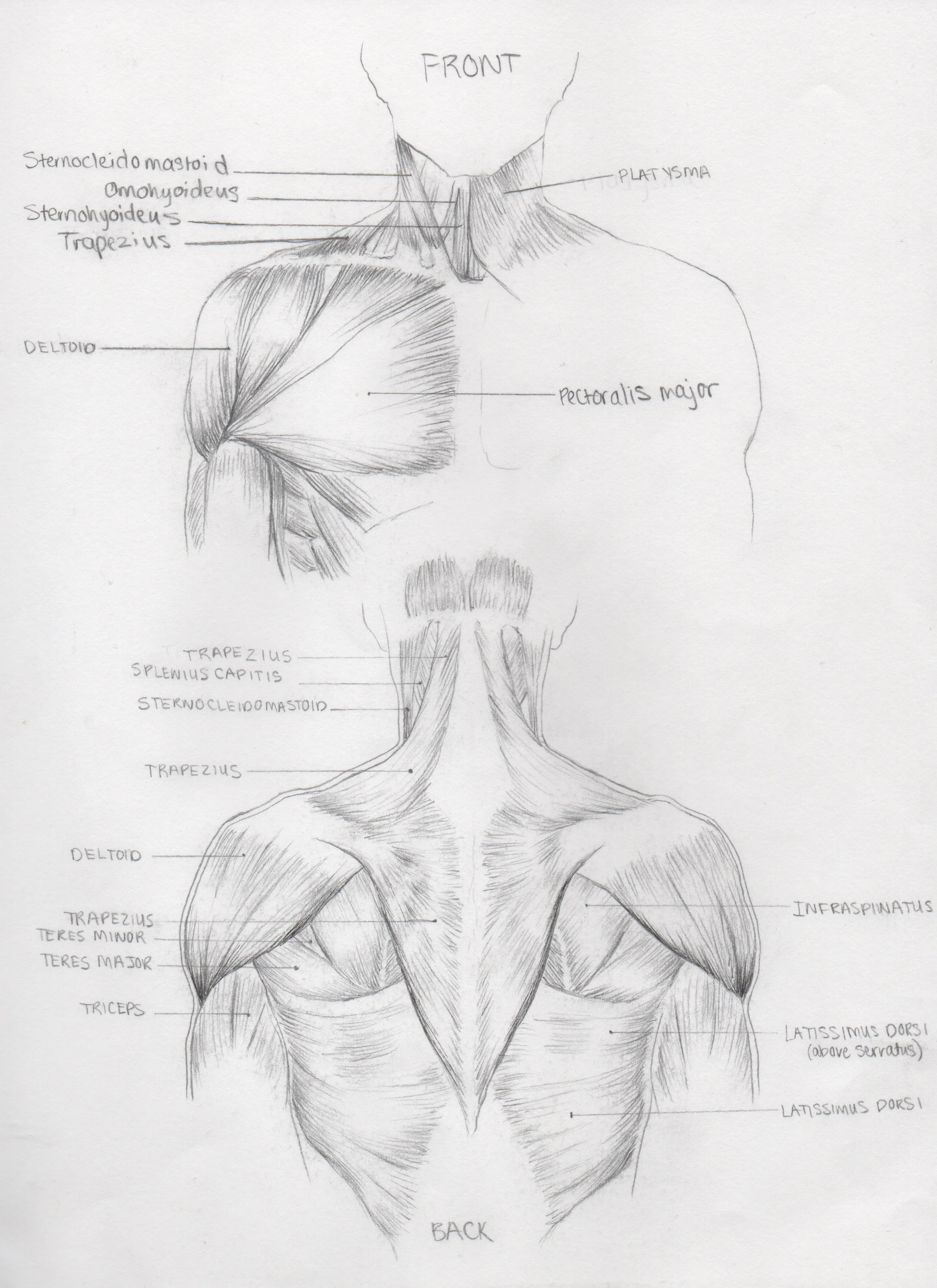 Anatomy5.jpeg
