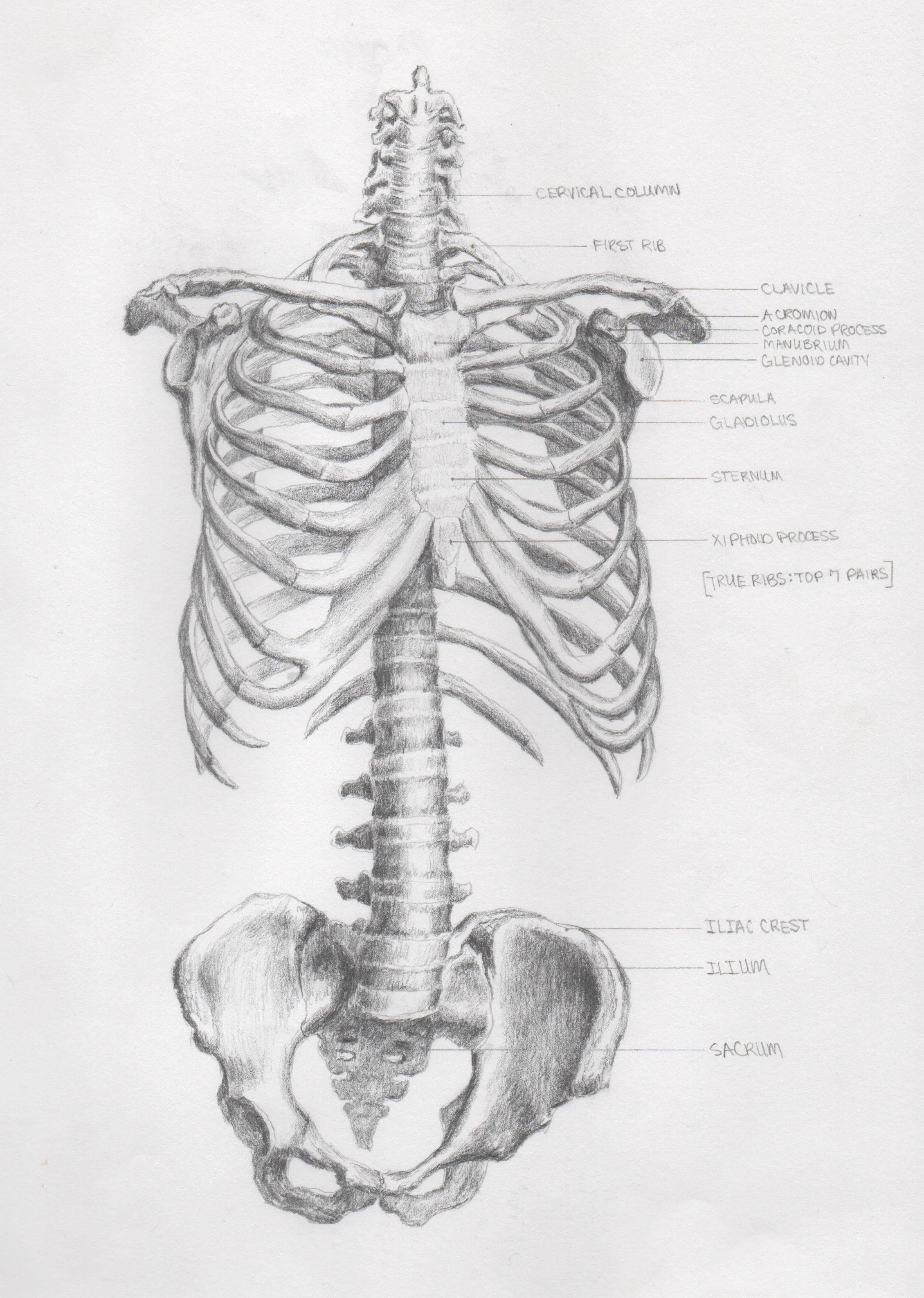 Anatomy6.jpeg