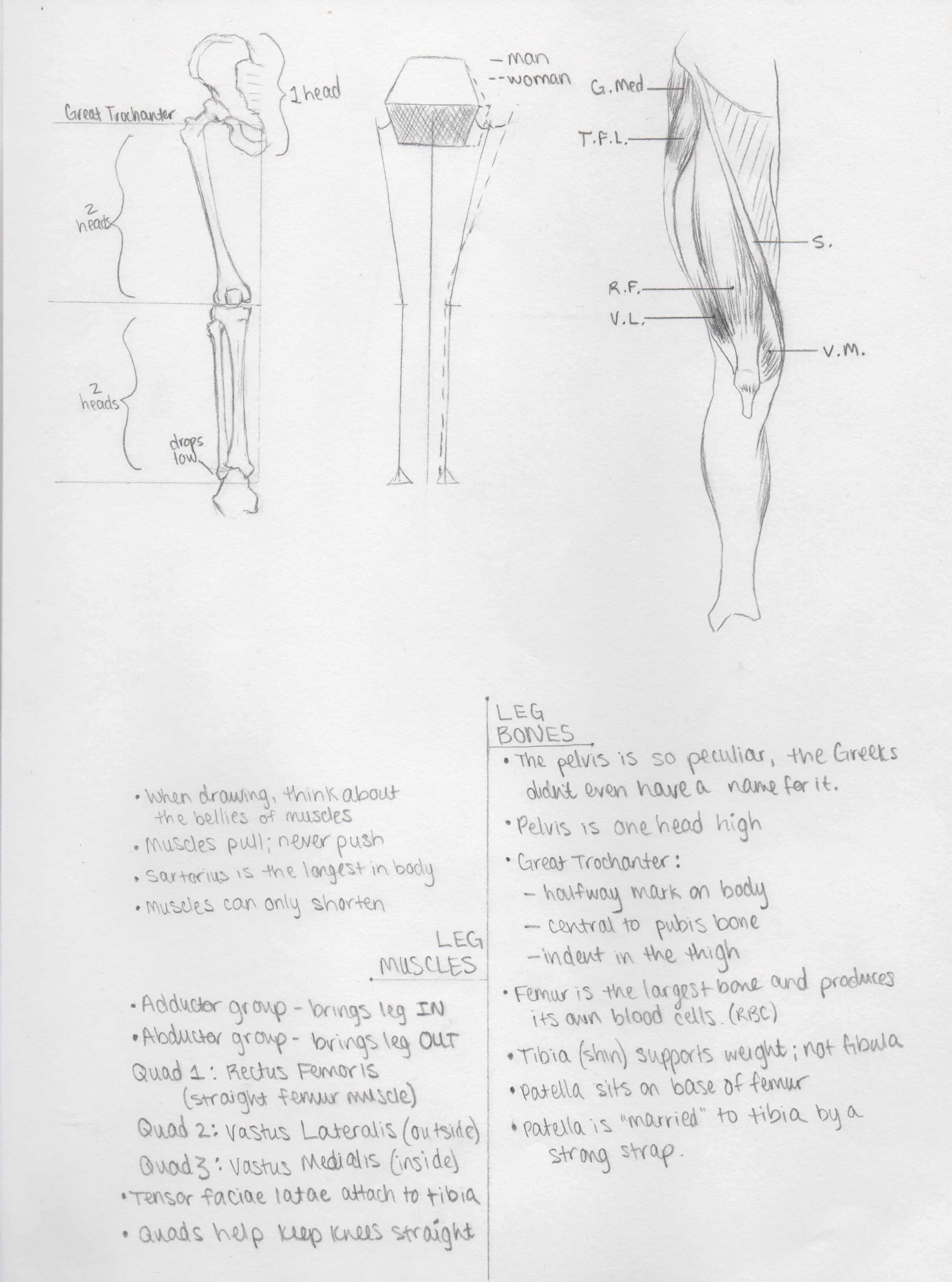 Anatomy9.jpeg