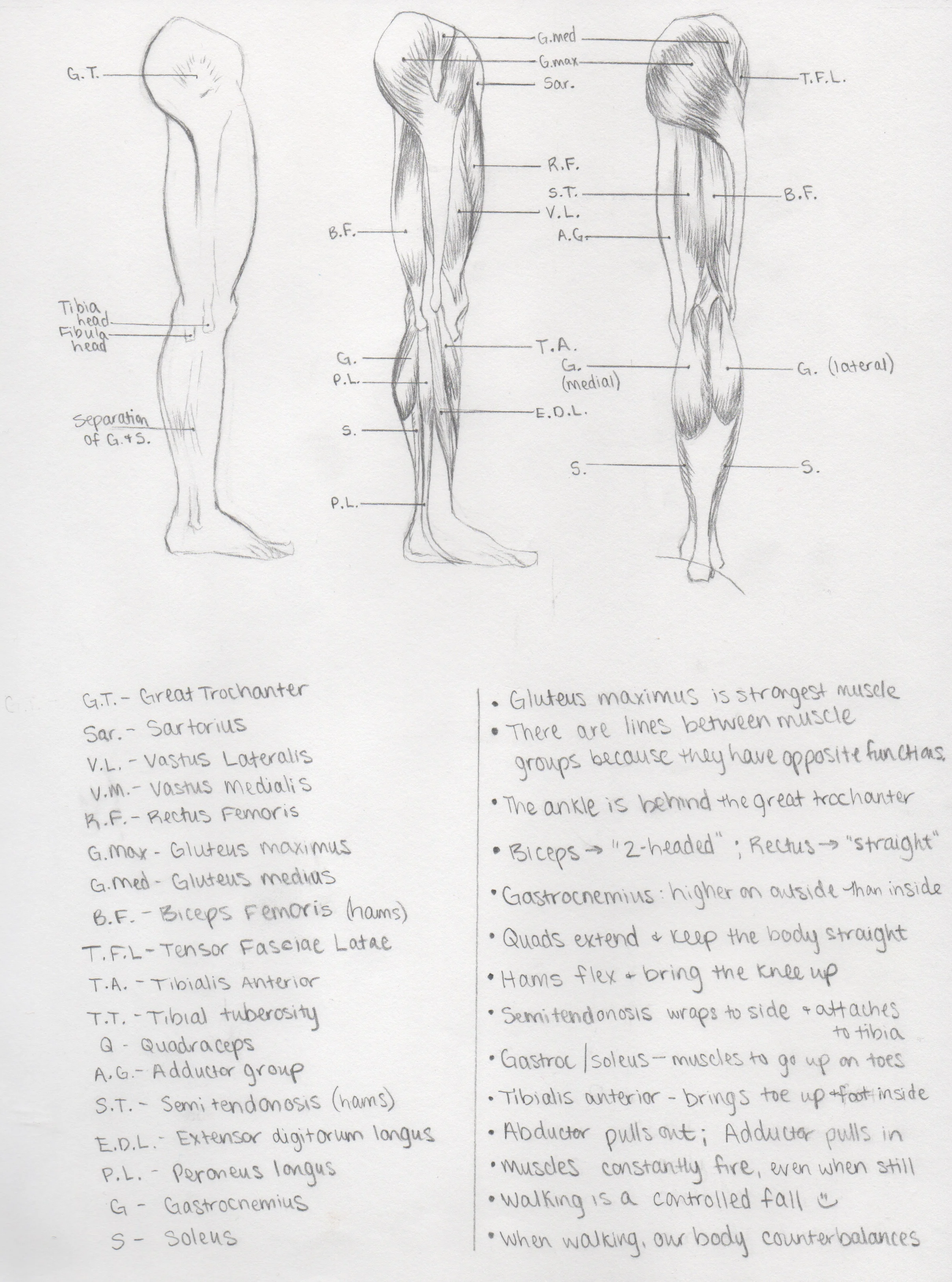 Anatomy1.1.jpeg