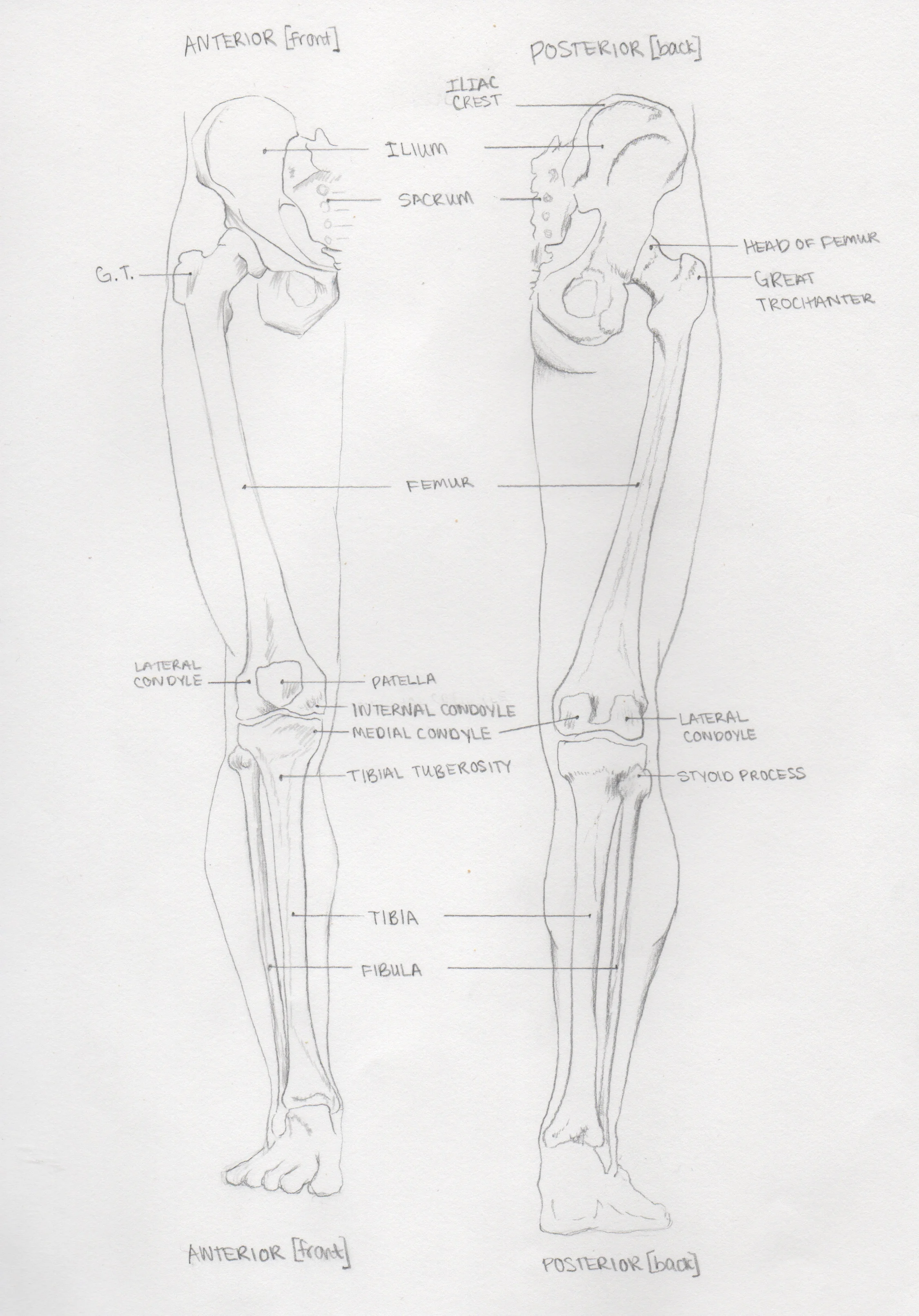 Anatomy1.2.jpeg