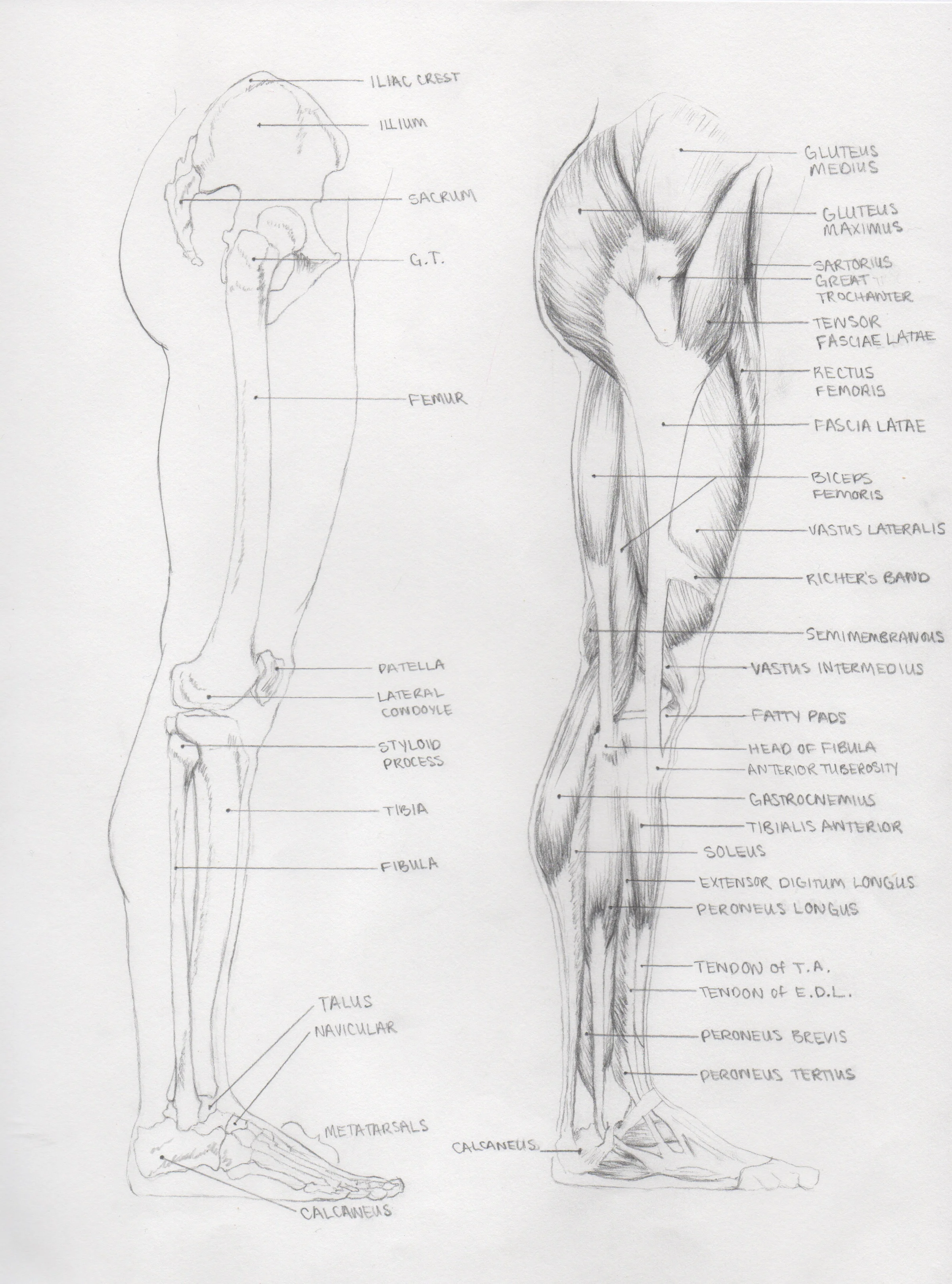 Anatomy1.3.jpeg