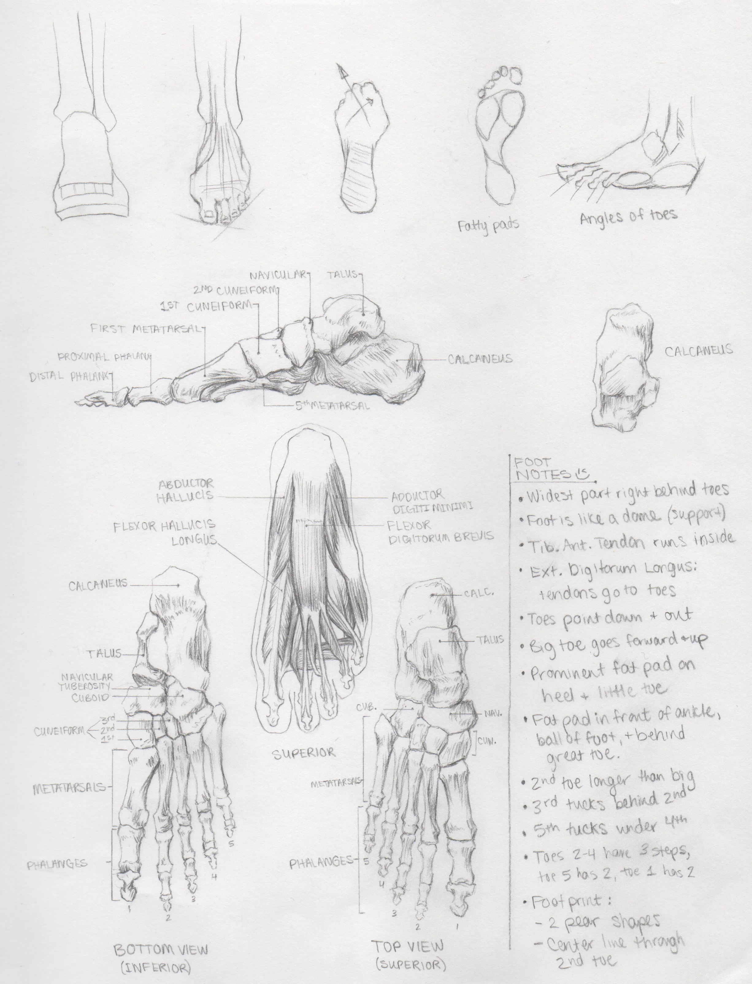 Anatomy1.5.jpeg