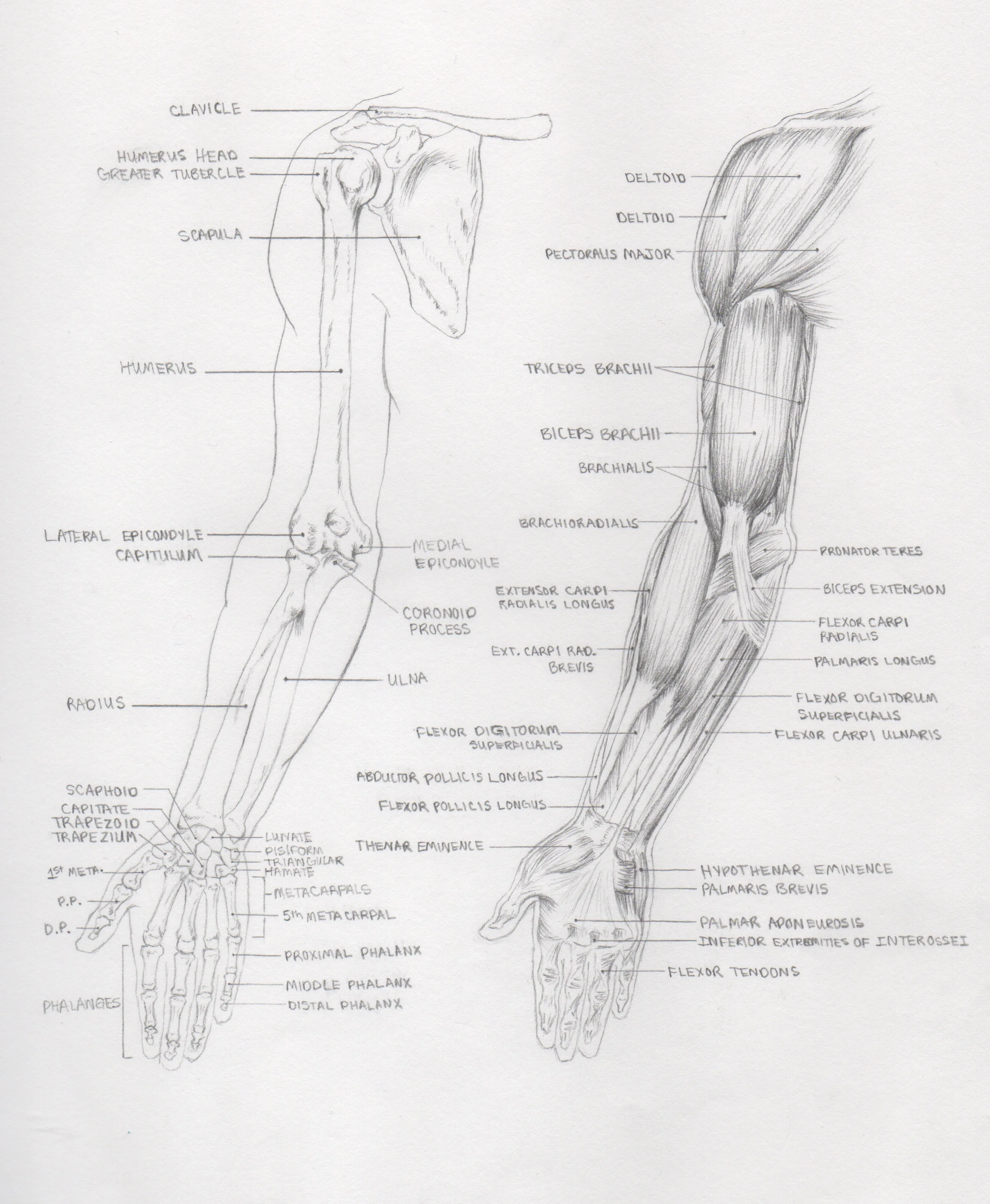 Anatomy1.8.jpeg