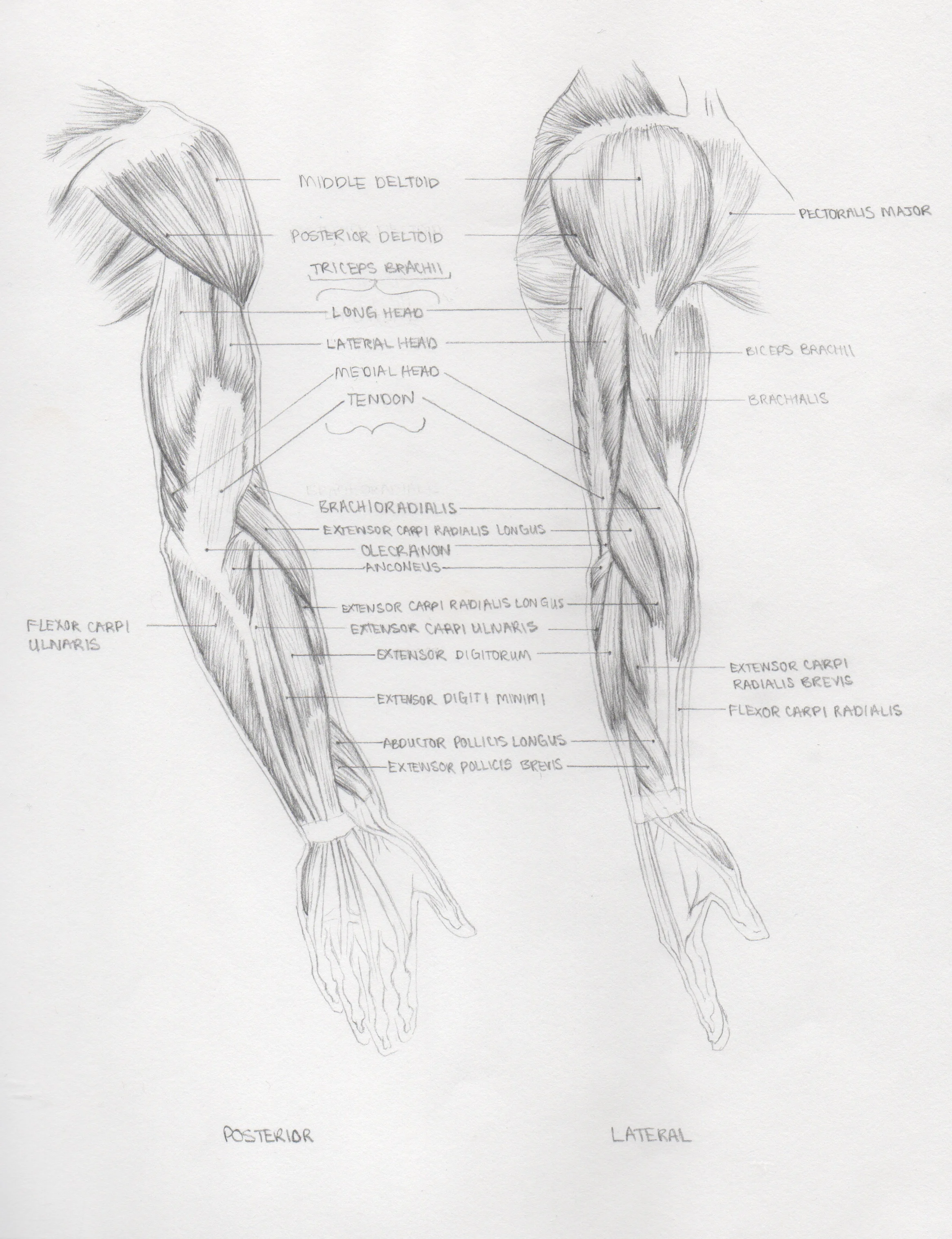 Anatomy1.9.jpeg