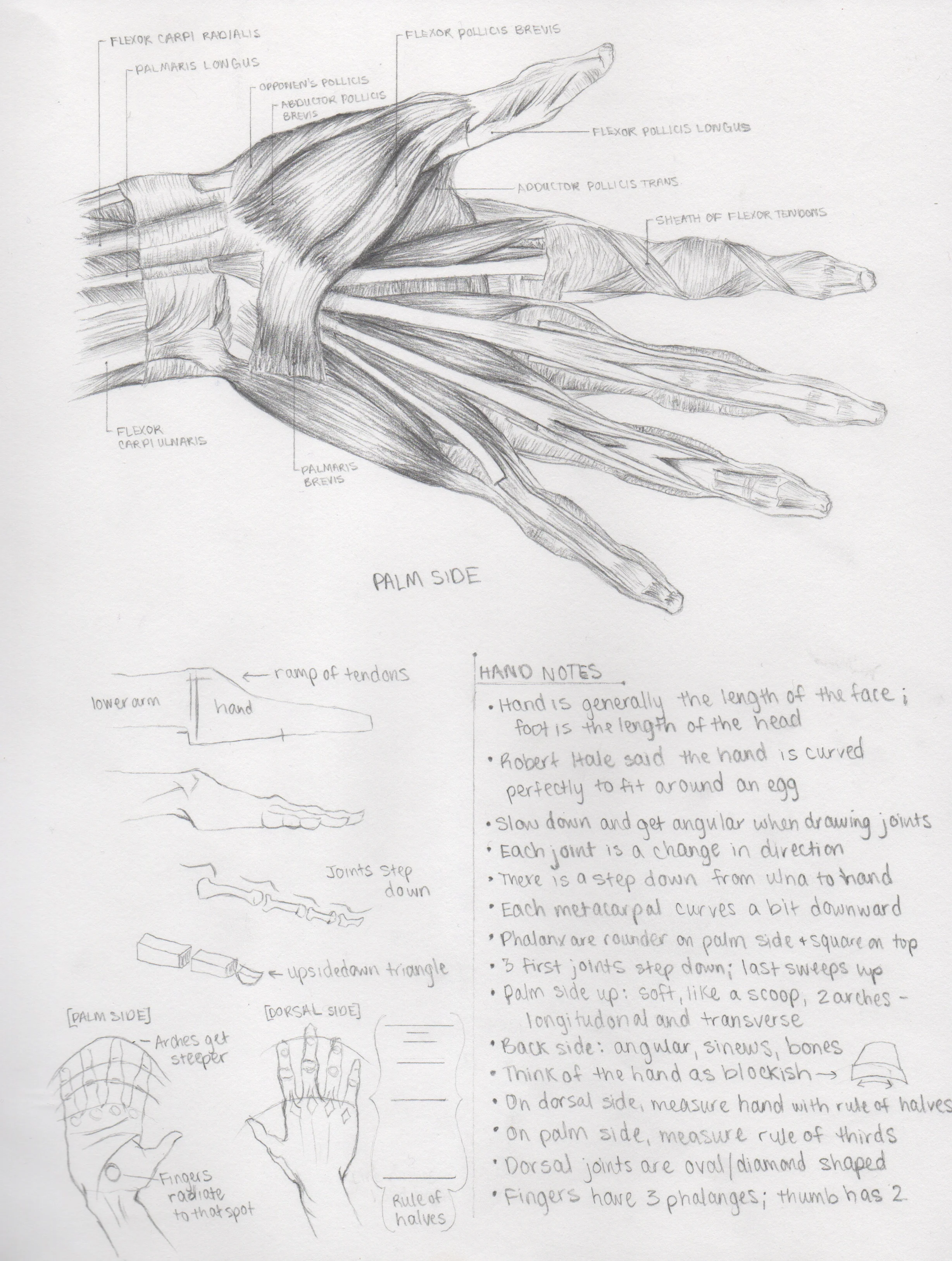 Anatomy 2.1.jpeg