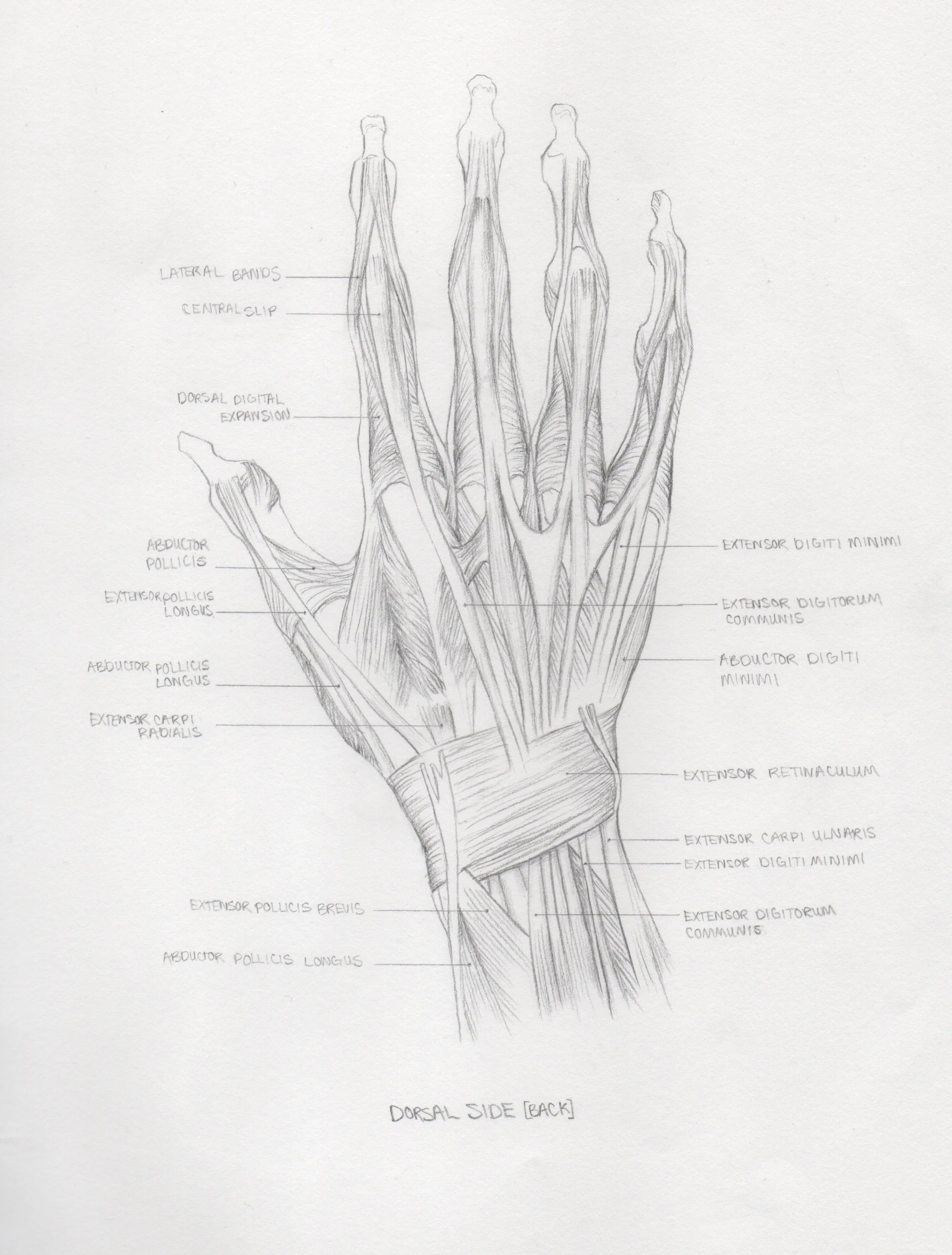Anatomy 2.2.jpeg
