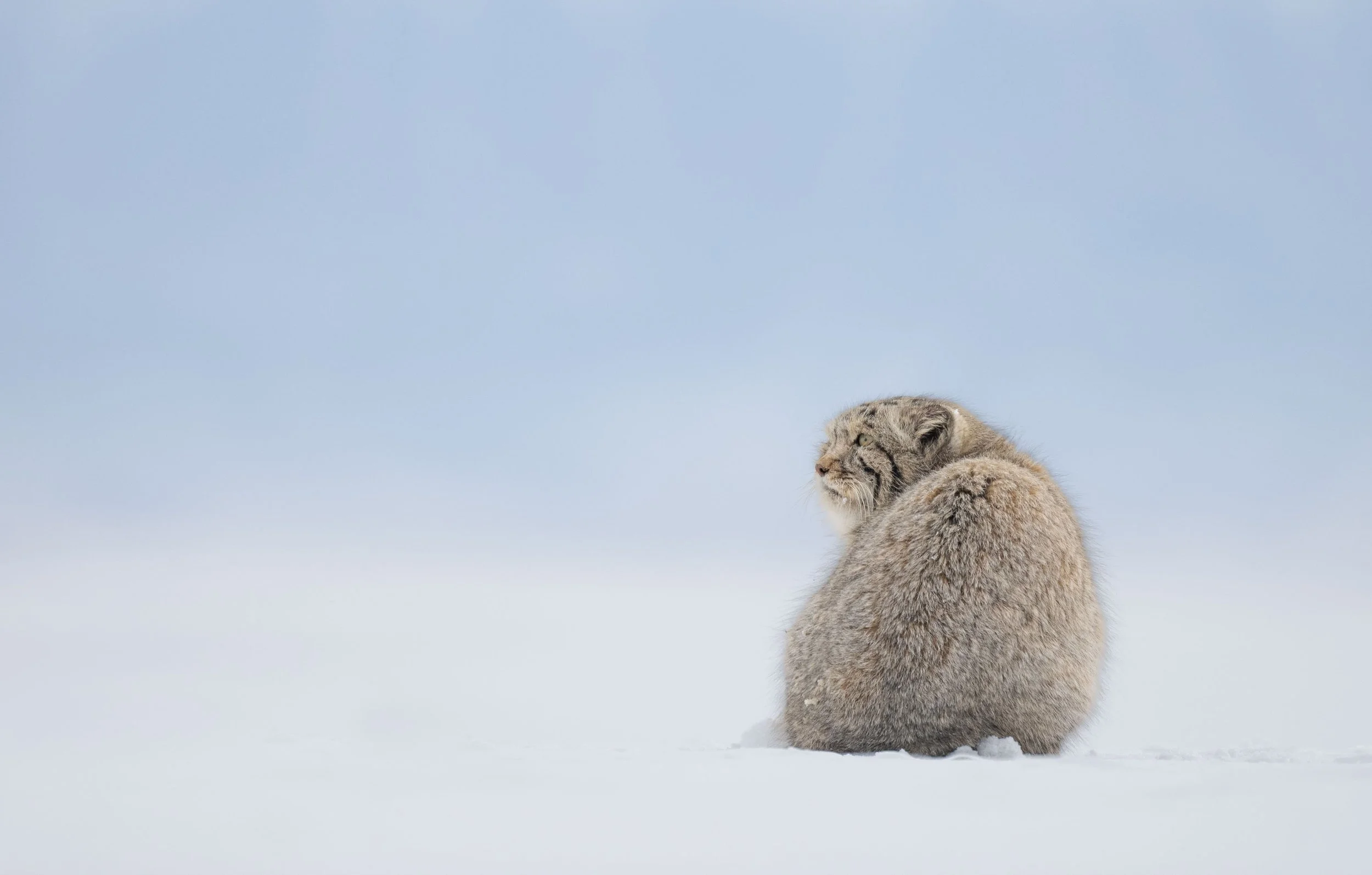 What Will You Actually Learn on a Wildlife Photography Workshop?