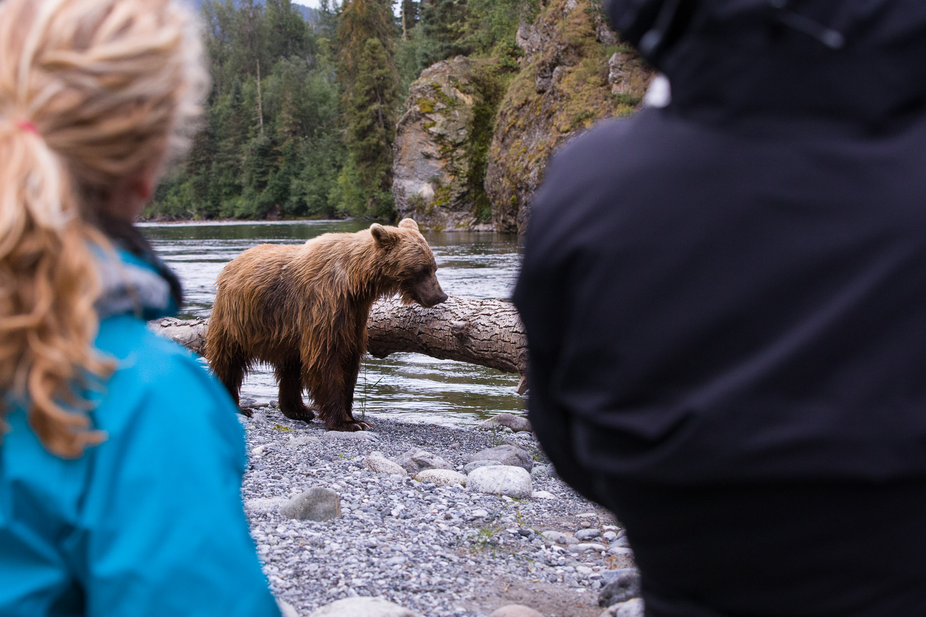 Standing feet away from a Grizzly bear, two travelers are amazed at the sights of the bears being so close. Its only through preparation and knowledge that we deliver on bear behavior that you would be comfortable to stand this close. Its that education and preparation on our teams behalf that allows you to be in the right position to get great photos.
