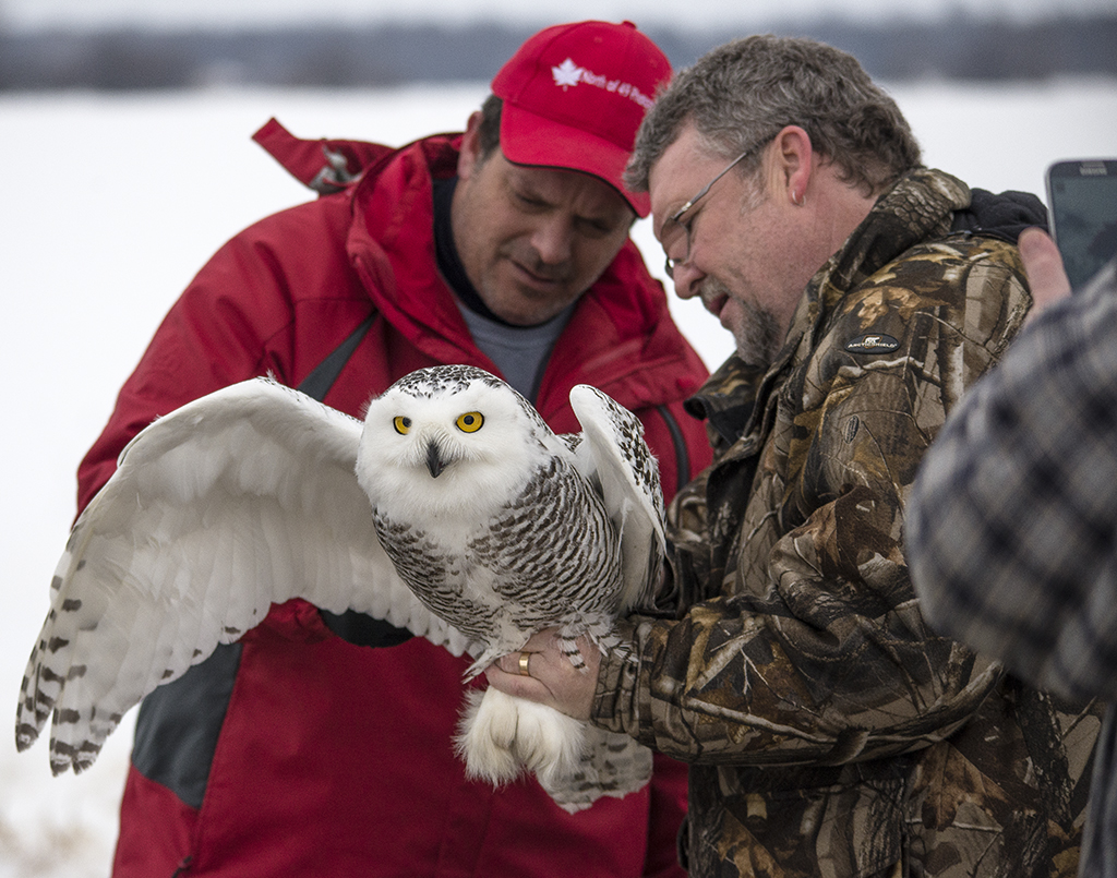 Here I am spending time with Nigel. He was tagging snowy owls. I was learning about their migratory patterns, the sex, age, feeding patterns and skeletal and feather structures.